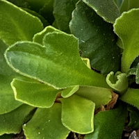Primula hirsuta 'Lockey's Red'